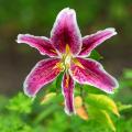 Gigli (Lilium) botanici