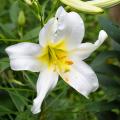 Lilium longiflorum - (Gigli di Pasqua)