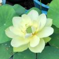 Fior di Loto giallo - Nelumbo