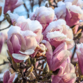 Magnolia a fioritura invernale