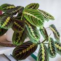 Maranta - Pianta della preghiera
