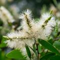 Melaleuca - Rince-bouteille