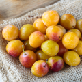 Prugne Mirabelle