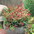 Nandina nani
