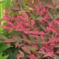 Nandina porpora
