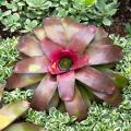 Neoregelia - Bromelia