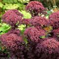 Grandi Sedum