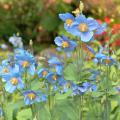 Papaveri blu