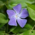 Pervinca blu