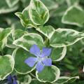 Pervinca  variegata