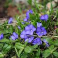 Vinca minor - Pervinca minore