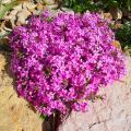 Phlox tappezzante