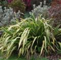 Phormium dalle foglie variegato