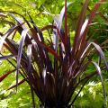Phormium dalle foglie viola