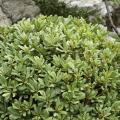 Pittosporum tobira