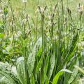 Piantaggine - Plantago