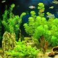 Piante per acquario