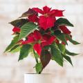 Stella di natale - Poinsettia