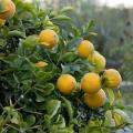 Arancio trifogliato - Poncirus