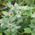 Pycnanthemum