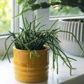 Rhipsalis - Cactus
