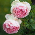 Rose Pierre de Ronsard