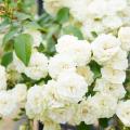 Rose rampicanti bianche