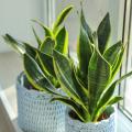 Sansevieria - Lingua di suocera