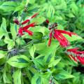 Salvia ananas