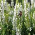 Salvia bianca