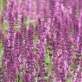 Salvia rosa