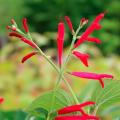 Salvia rossa