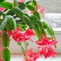 Schlumbergera - Cactus di natale