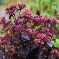 Sedum a fogliame porpora