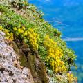 Sedum da fiore gialli