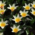 Tulipani Kaufmanniana
