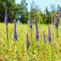 Veronica spicata