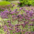 Verbena di Buenos Aires