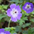 Piante perenni