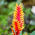 Vriesea - Bromelia