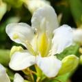 Weigela a fiori bianchi