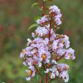 Lagerstroemia rustiche per il Nord