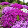 Phlox subulata - Muschio rosa