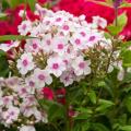 Phlox paniculata