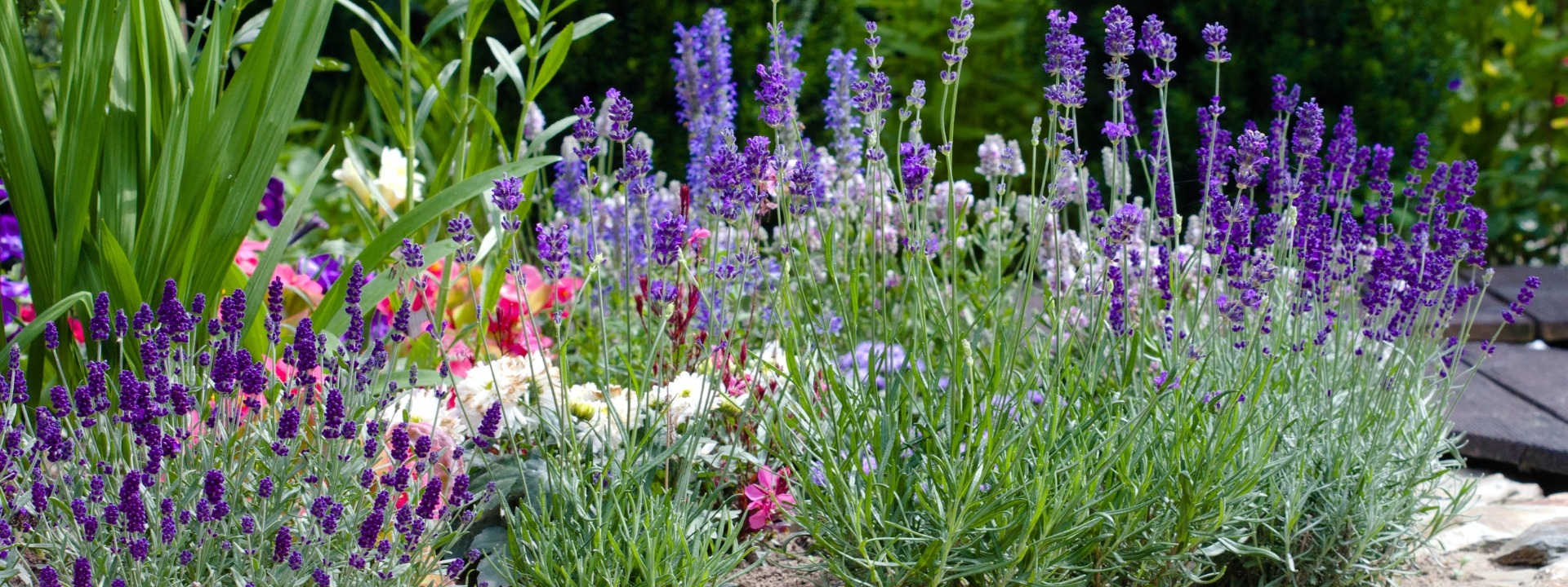 <i>Piante perenni</i> PER UN GIARDINO A PROVA DI SICCITÀ