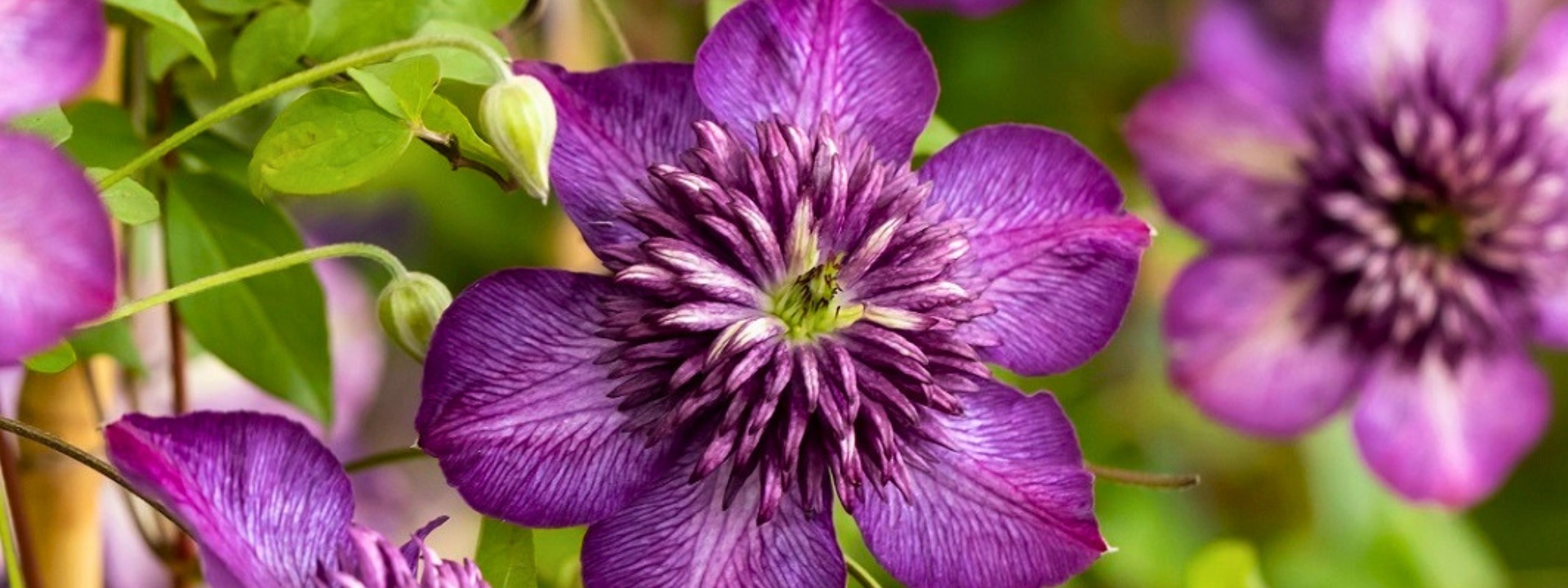 <i>Novità</i> Clematis Welcome Home