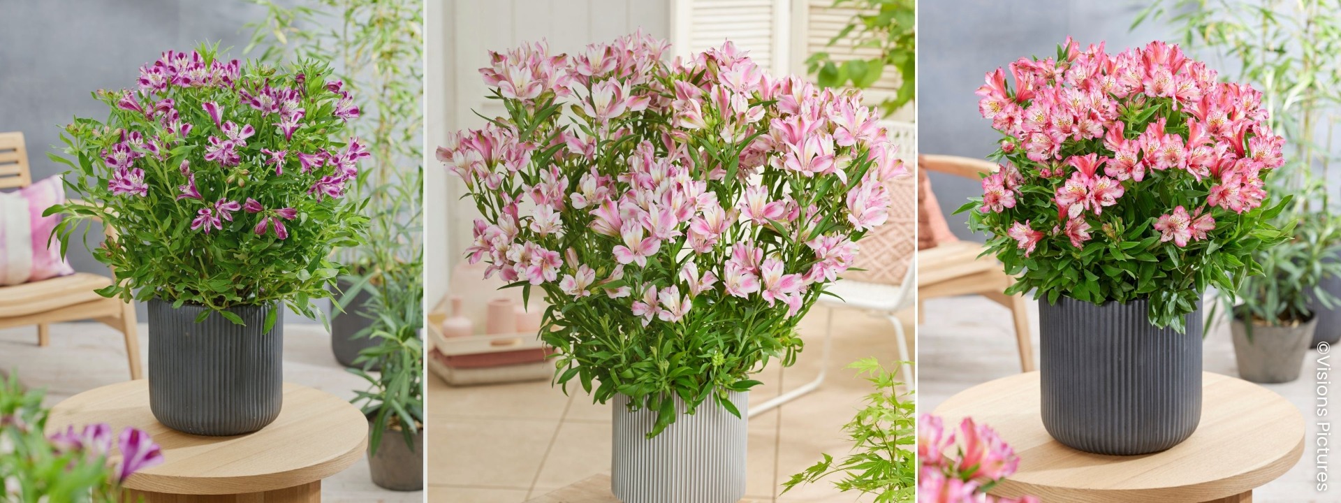 <i>Novità</i> ALSTROEMERIA